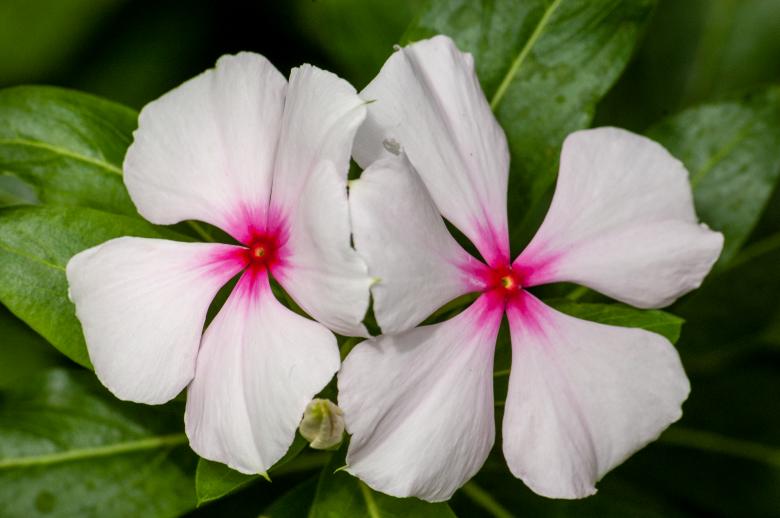 Free stock image of White flowers created by Matt Bango
