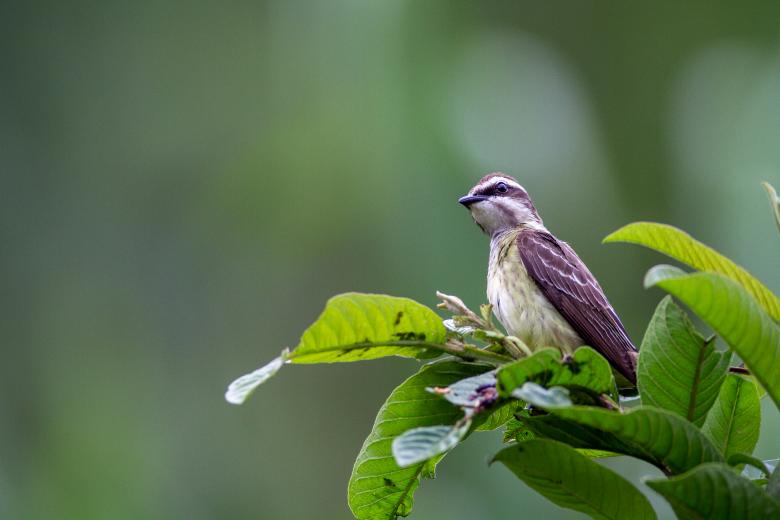 Free stock image of Perched bird created by Matt Bango