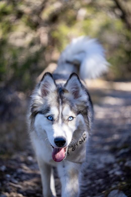 Free stock image of Husky created by Matt Bango