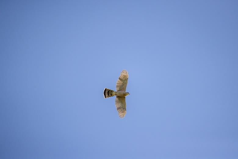 Free stock image of Bird in sky created by Matt Bango