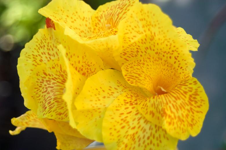 Free stock image of Macro flower created by Secret Agency