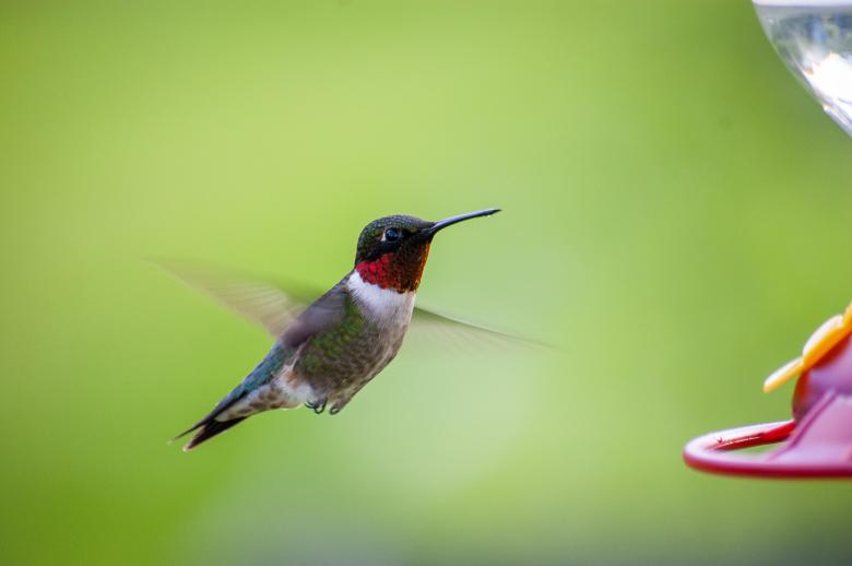 Free stock image of Hummingbird created by Matt Bango