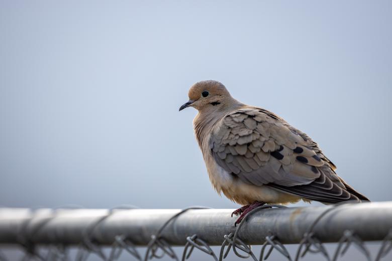 Free stock image of Mourning dove created by Matt Bango