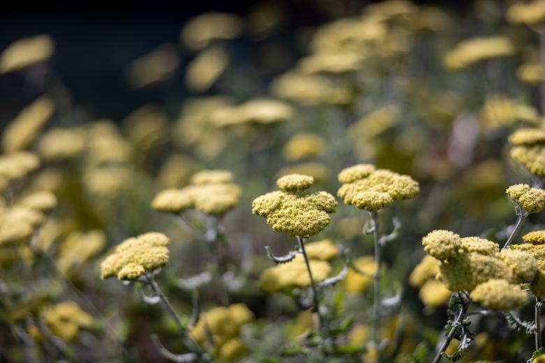 Free stock image of Wild flowers created by Matt Bango