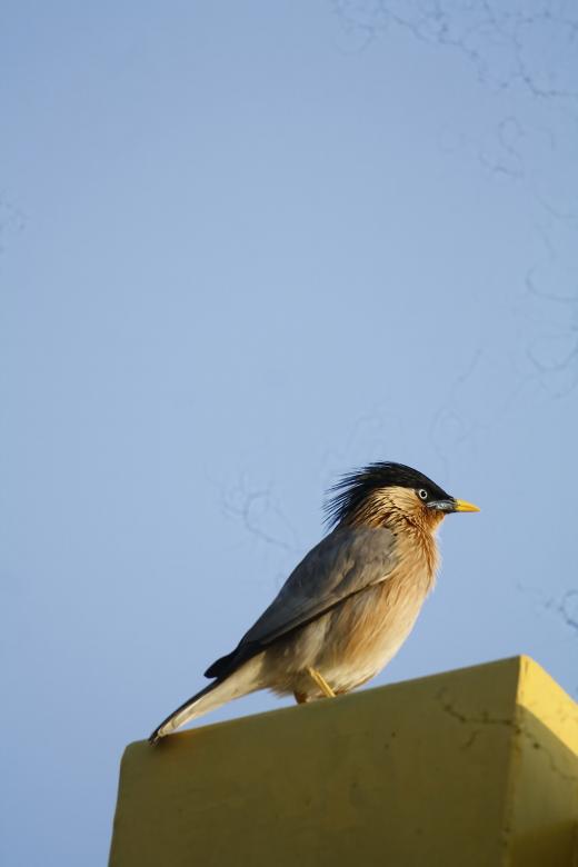Free stock image of brahminy starling created by sylvester alphonso