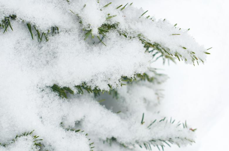 Free stock image of Snowy tree created by Secret Agency