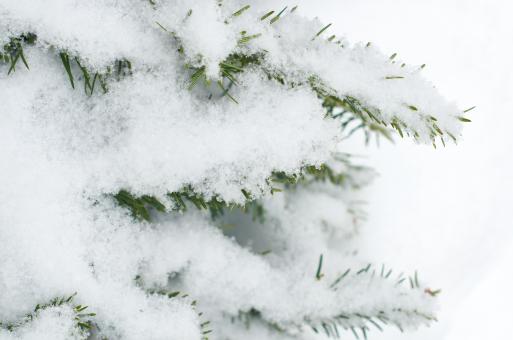 Free Stock Photo of Snowy tree