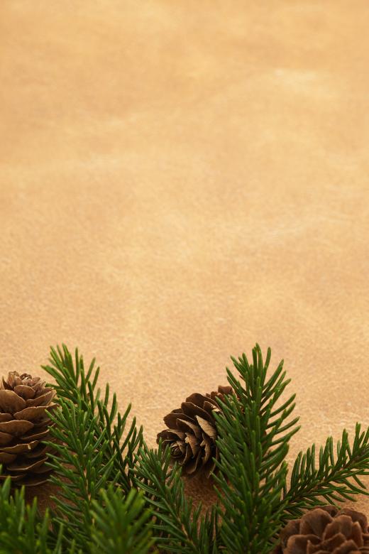 Free stock image of Seasonal background created by Seacoast sage