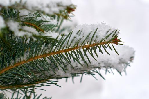 Free Stock Photo of Snow covered branch