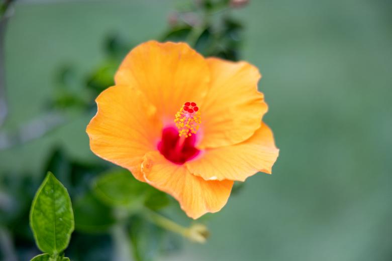 Free stock image of Wildflower created by Matt Bango