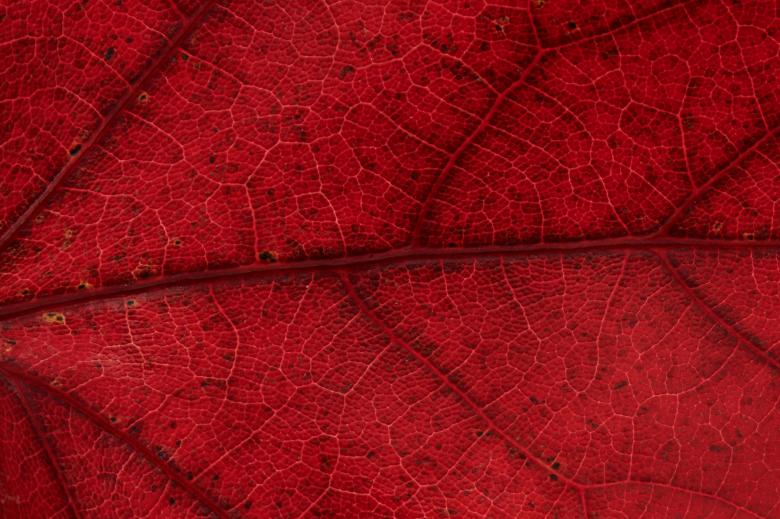 Free stock image of Red leaf macro created by Secret Agency