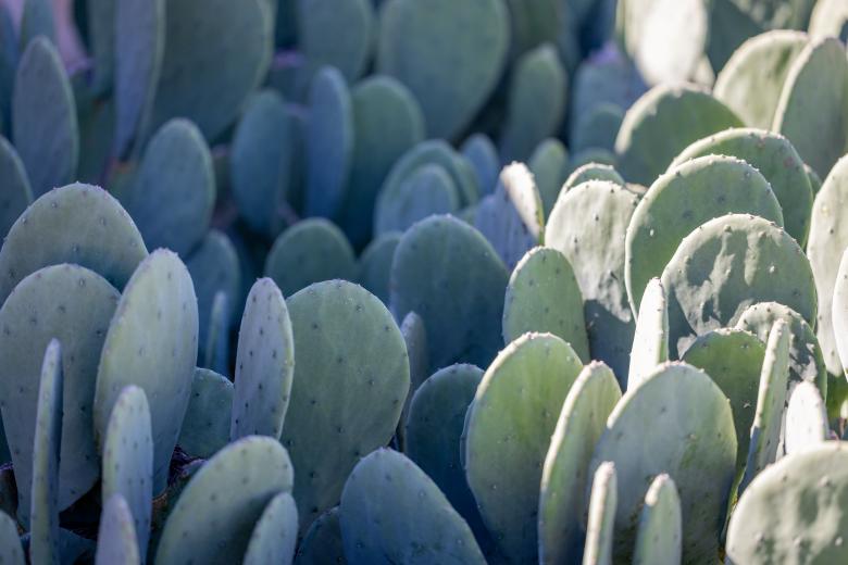 Free stock image of Succulents created by Matt Bango
