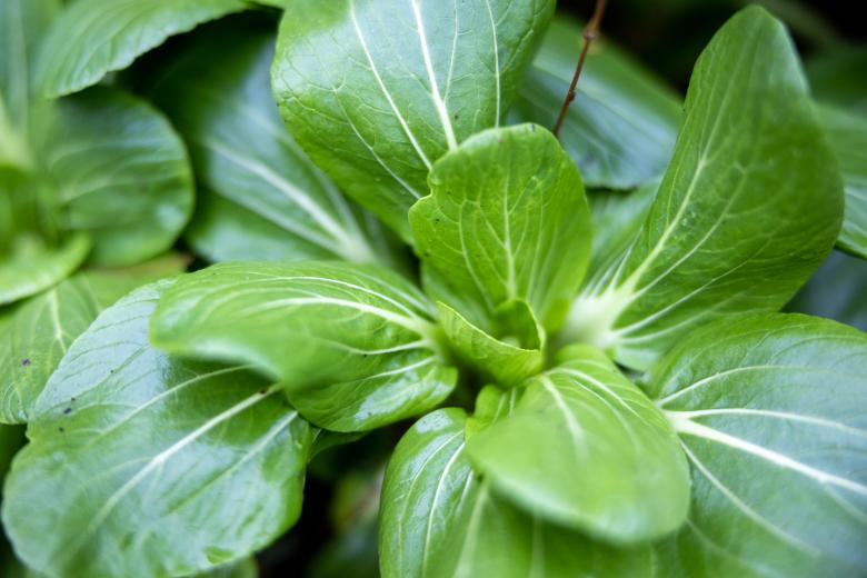 Free stock image of Garden lettuce created by Matt Bango