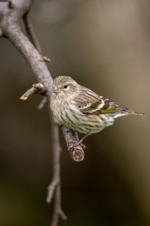 Free stock image of Perched bird created by Matt Bango