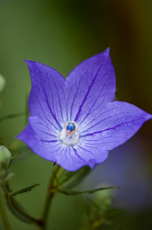 Free stock image of Purple flower created by Matt Bango