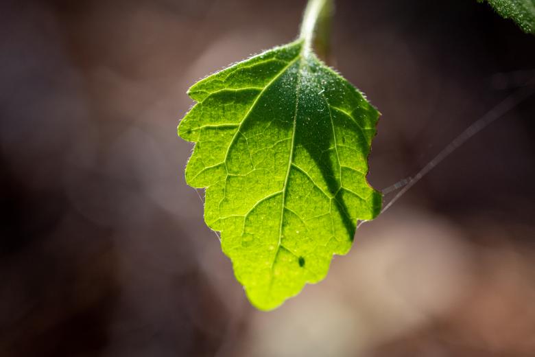 Free stock image of Green leaf created by Matt Bango