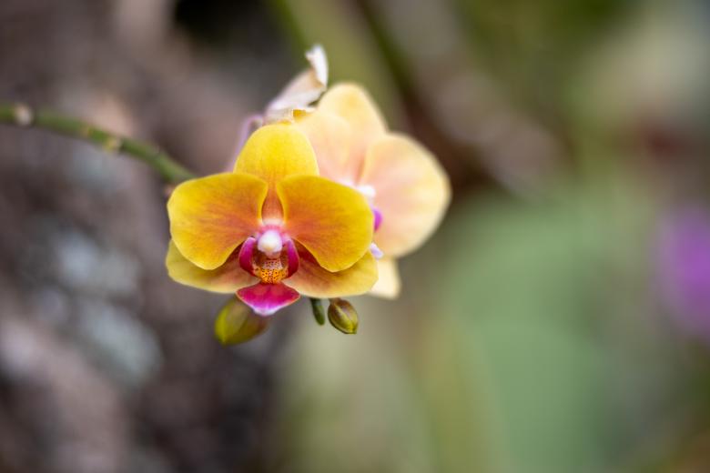 Free stock image of Orchid created by Matt Bango