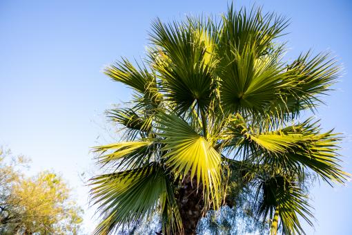 Free Stock Photo of Palm tree