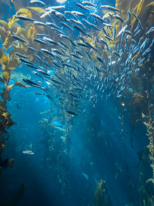 Free stock image of Tropical fish created by Matt Bango