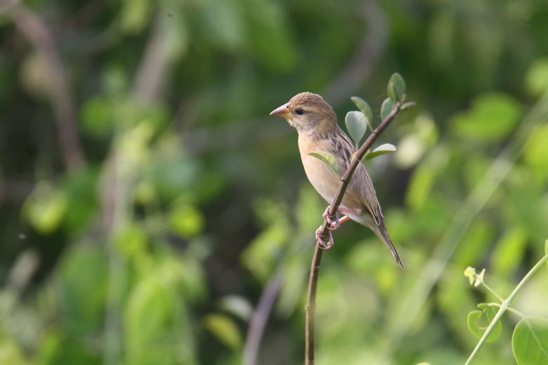 Free stock image of Baya weaver created by sylvester alphonso