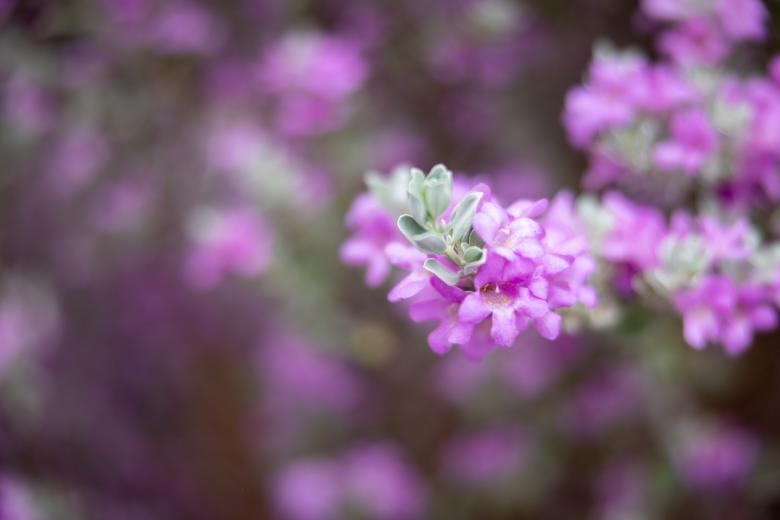 Free stock image of Purple flowers created by Matt Bango