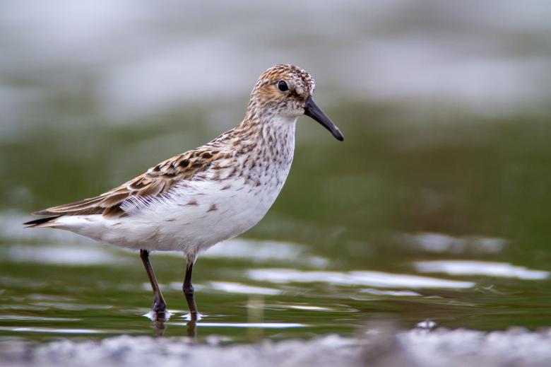 Free stock image of Water bird created by Matt Bango