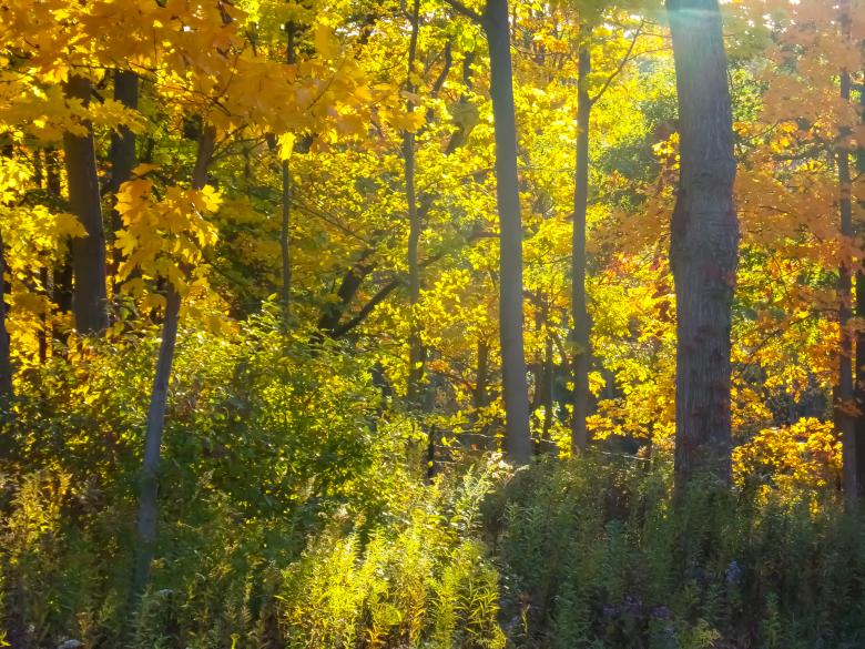 Free stock image of  Autumn Screensaver HD created by Mq Best Visual Arts