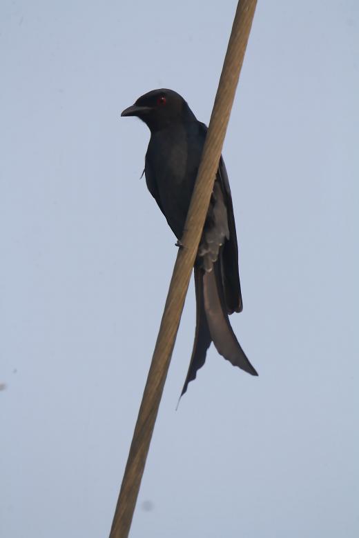 Free stock image of Black drongo created by sylvester alphonso