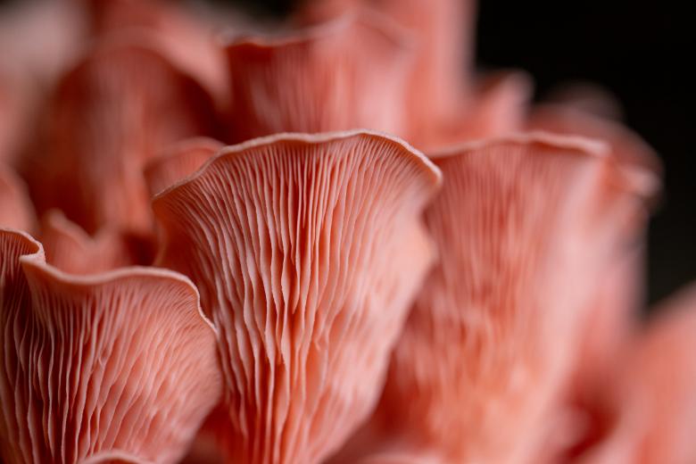 Free stock image of Oyster mushrooms created by Matt Bango