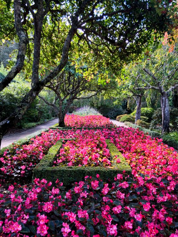 Free stock image of Flower garden created by Matt Bango