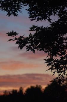 Free Stock Photo of Tree silhouette