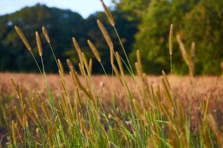Free stock image of Tall grass created by Secret Agency