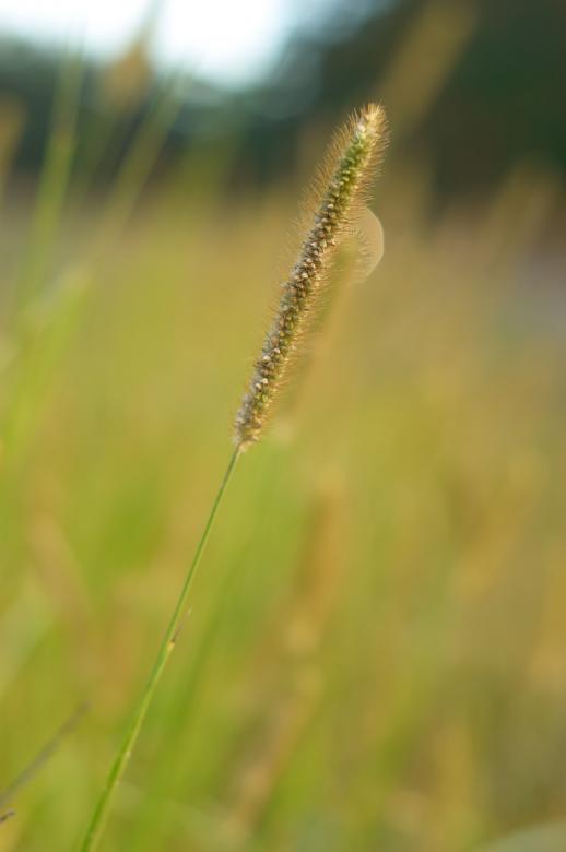 Free stock image of Tall grass created by Secret Agency