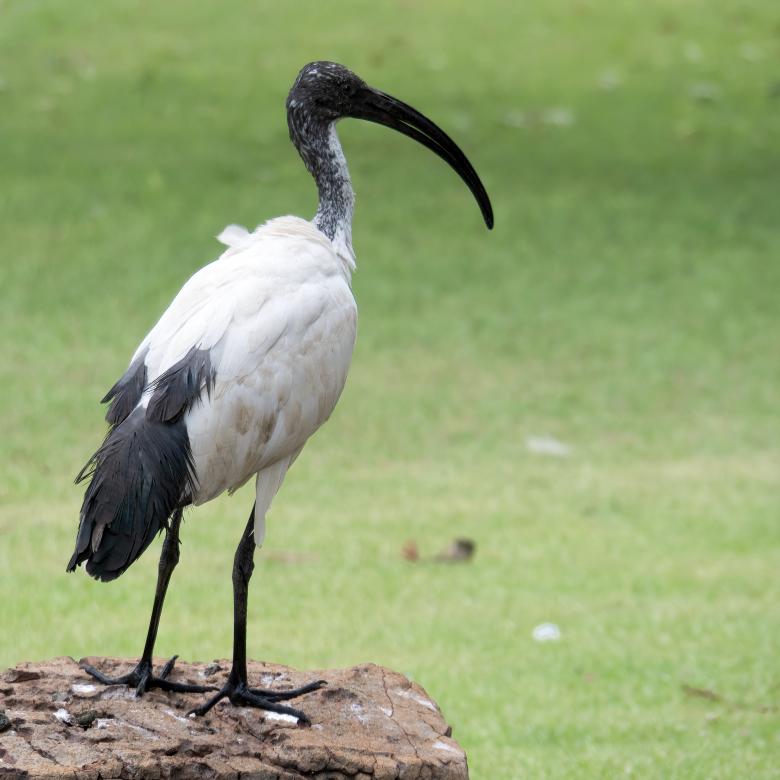 Free stock image of Egyptian Ibis created by Gina145