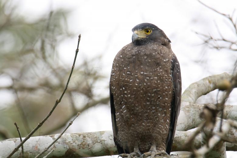 Free stock image of Spilornis cheela( Crested serpent eagle) created by sylvester alphonso