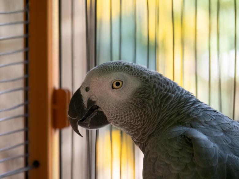 Free stock image of Grey Parrot created by Gina145