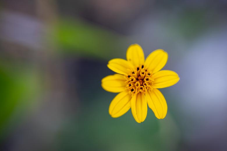 Free stock image of Wild yellow flower created by Matt Bango