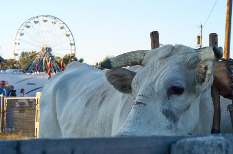 Free stock image of Cow at the fair created by Secret Agency