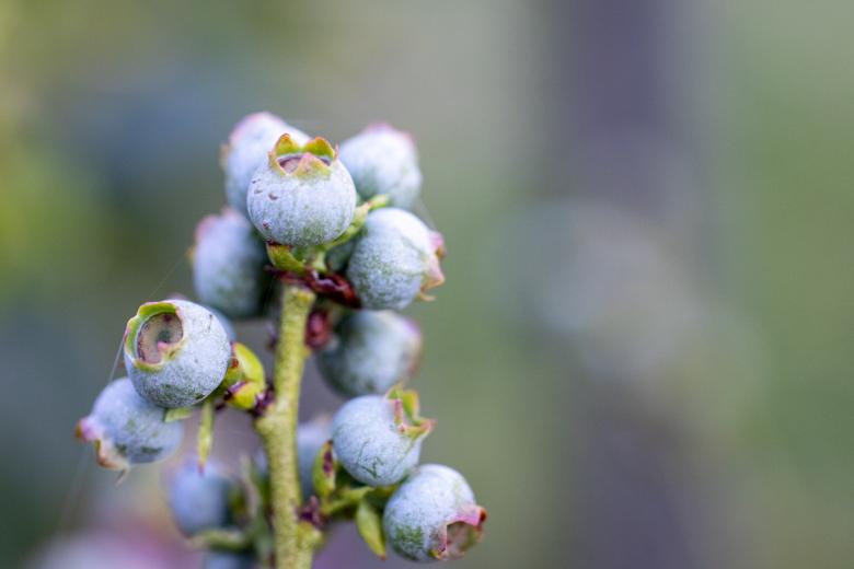 Free stock image of Wild blueberries created by Matt Bango