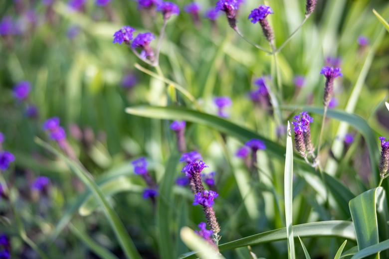 Free stock image of Purple wild flowers created by Matt Bango