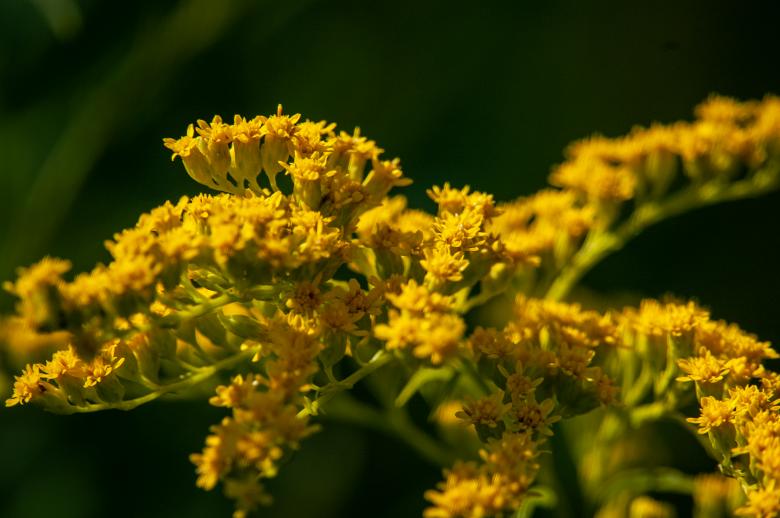 Free stock image of Yellow flowers created by Matt Bango