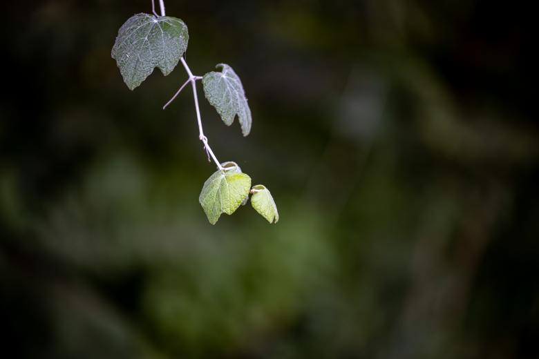 Free stock image of Plant leaves created by Matt Bango