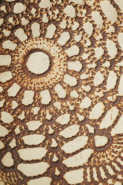 Free stock image of Abstract pattern created by Seacoast sage