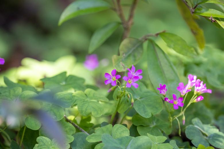 Free stock image of Purple wildflowers created by Matt Bango