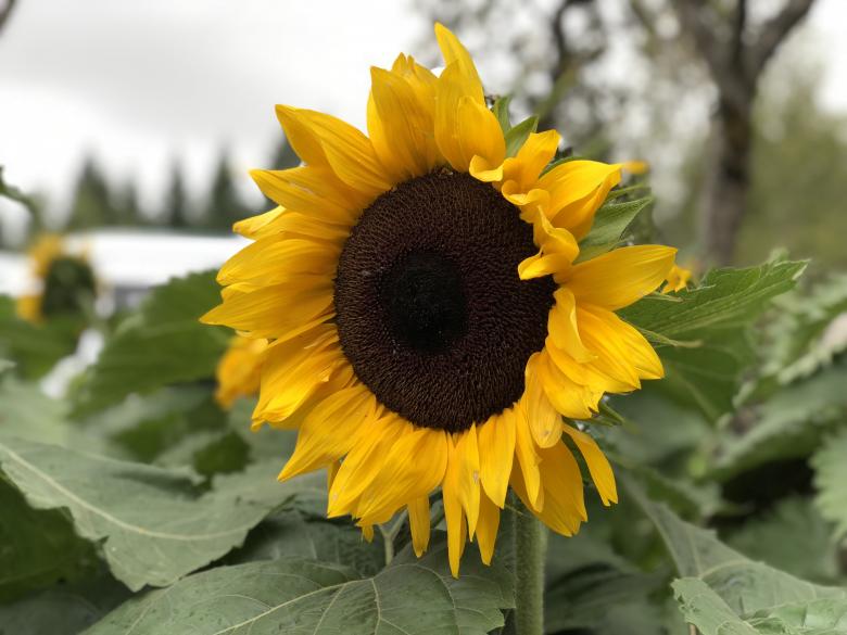 Free stock image of Sunflower created by Matt Bango