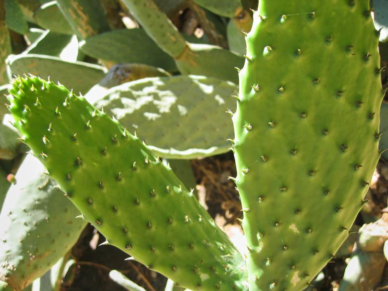 Free stock image of Cactus plant created by Secret Agency