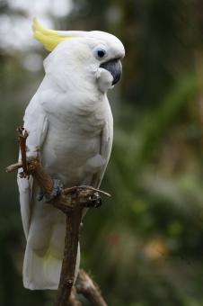 Free Stock Photo of Triton cockatoo