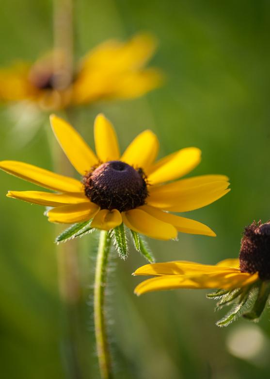 Free stock image of Spring daisy created by Matt Bango