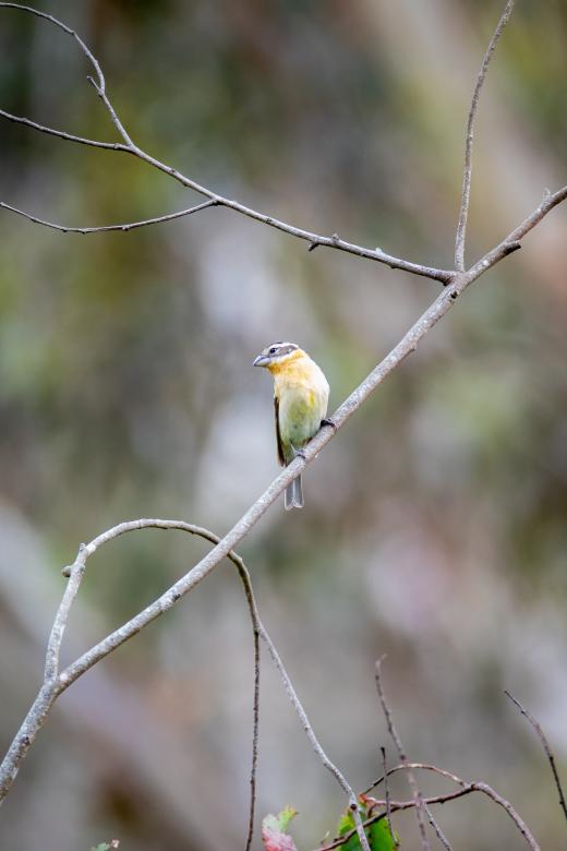 Free stock image of Perched bird created by Matt Bango
