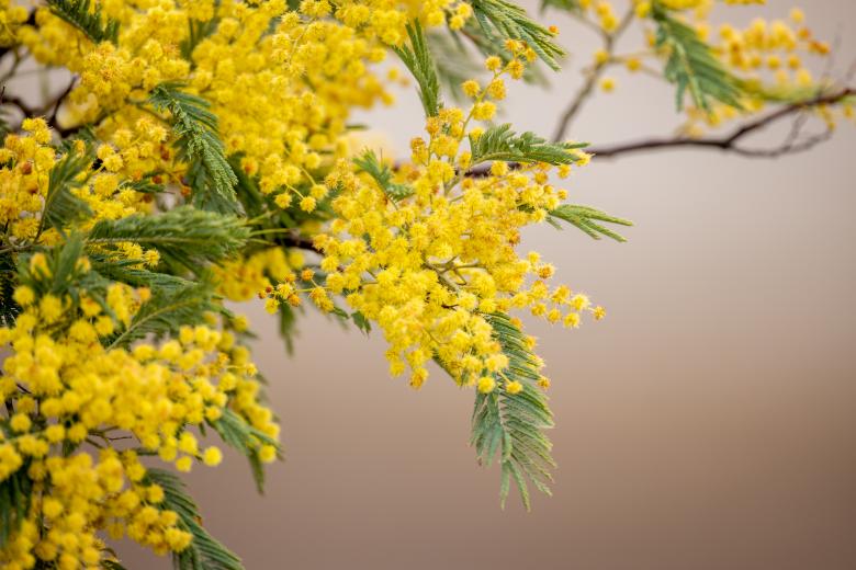 Free stock image of Yellow flowers created by Matt Bango